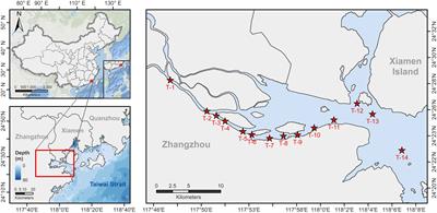 The biological transformation of ammonium and urea in a eutrophic estuarine system in Southern China